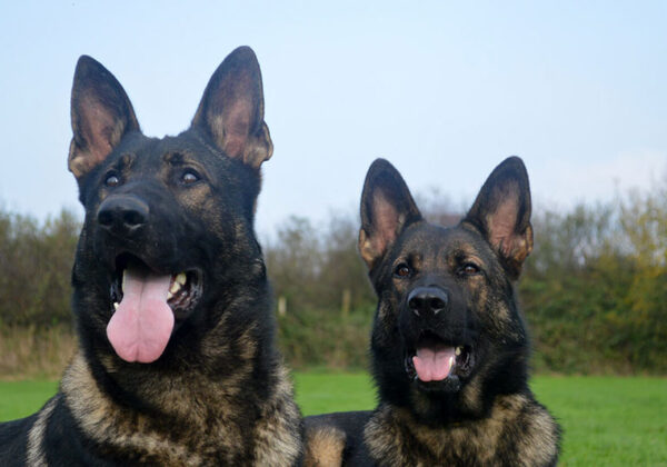 K9 Dog Security: The Unmatched Advantage in Modern Security Solutions