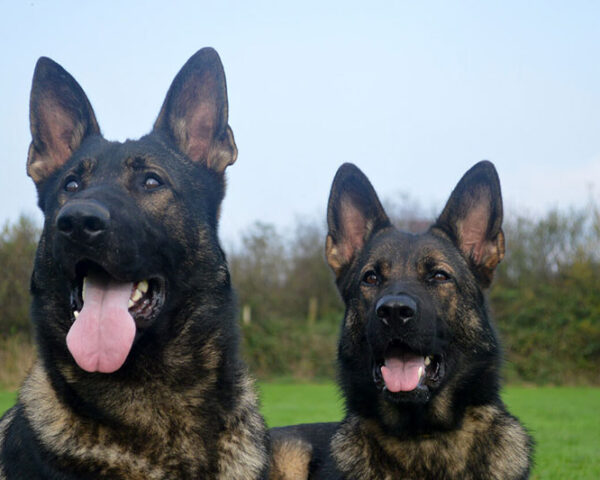 K9 Dog Security: The Unmatched Advantage in Modern Security Solutions
